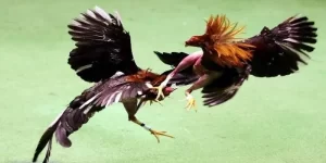 Đá Gà Cựa Sắt