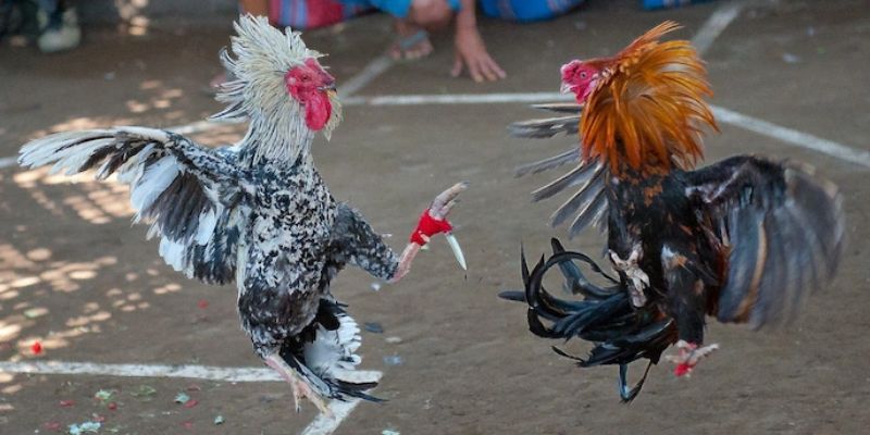 Các hình thức thi đấu phổ biến của đá gà tại EE88