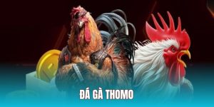 Đá Gà Thomo