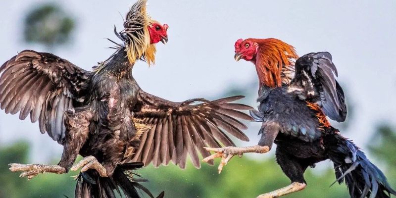 Giới thiệu về đá gà Thomo
