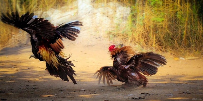 Top những siêu phẩm làm lên sức hút cho sân chơi đá gà Thomo