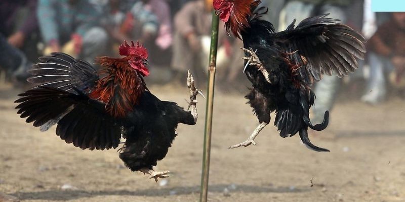 Lý do hội viên nên áp dụng các mẹo chơi đá gà