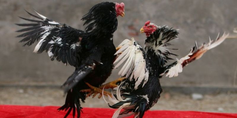 Mẹo chơi đá gà siêu quan trọng hội viên cần biết