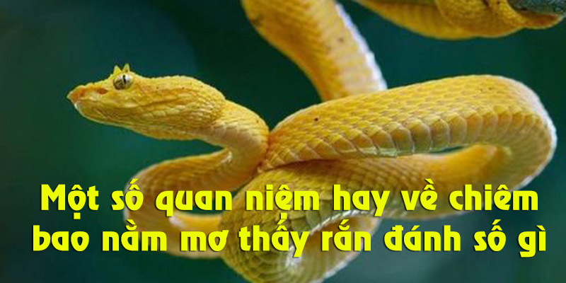 Giải mã giấc mơ thấy rắn theo ngữ cảnh