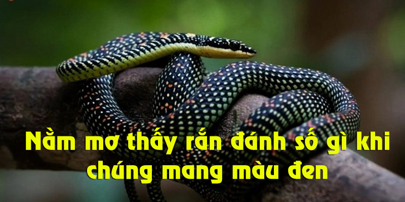 Hướng dẫn chốt số đề EE88 khi mơ thấy rắn