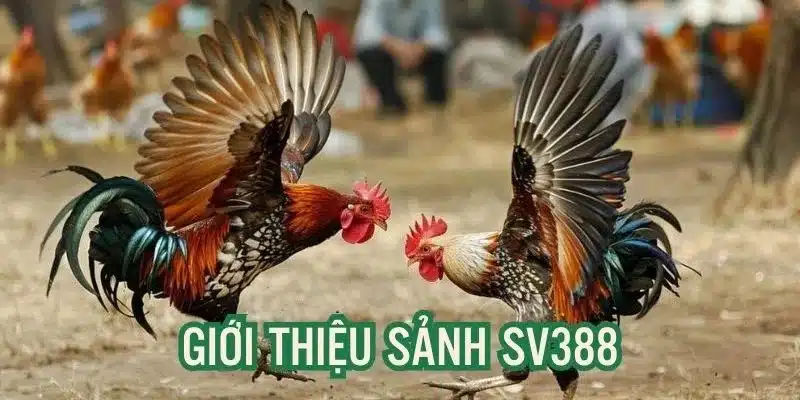 Tổng quan về sảnh đá gà SV388