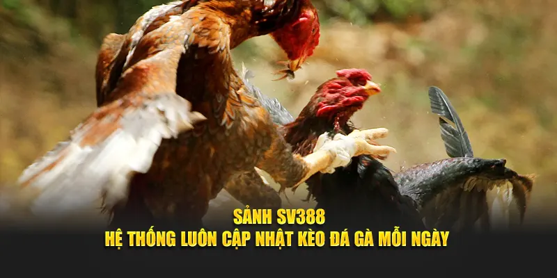 Ưu điểm khi chơi đá gà tại sảnh SV388